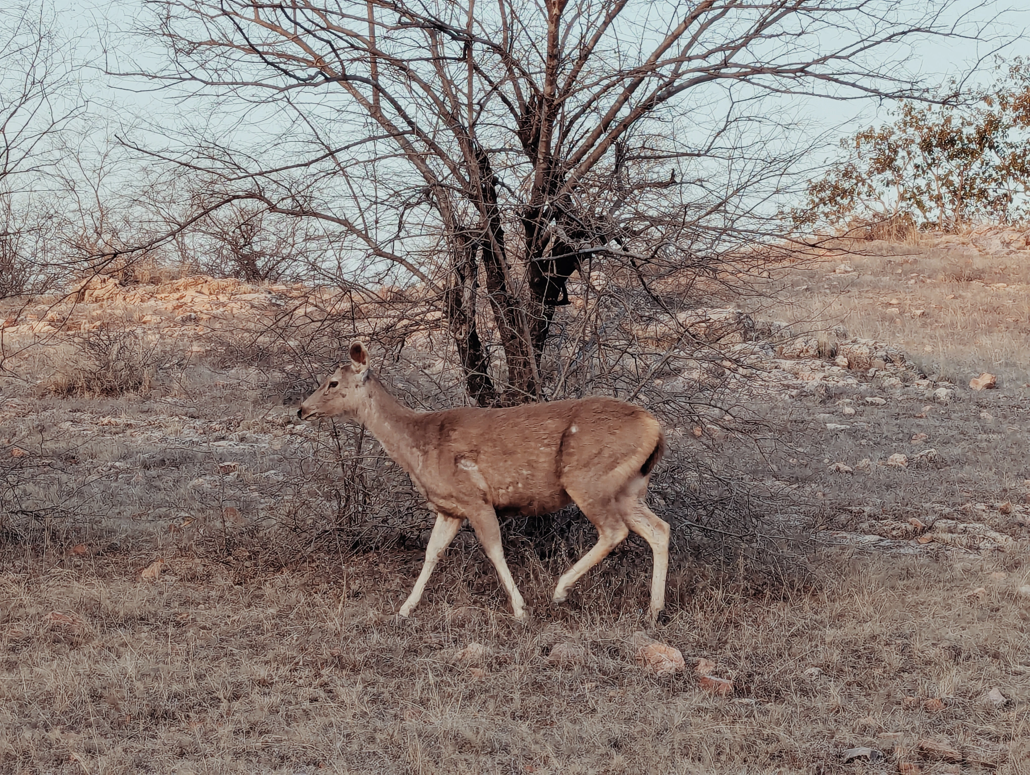 Chital dans le parc lors du safari dans le parc Ranthambore