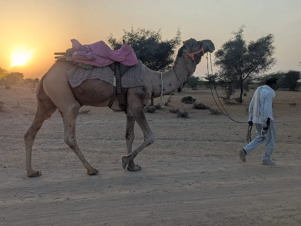 balade_dromadaire_desert_thar_rajasthan_half