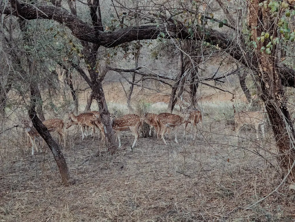 cervides_safari_reserve_ranthambore_half