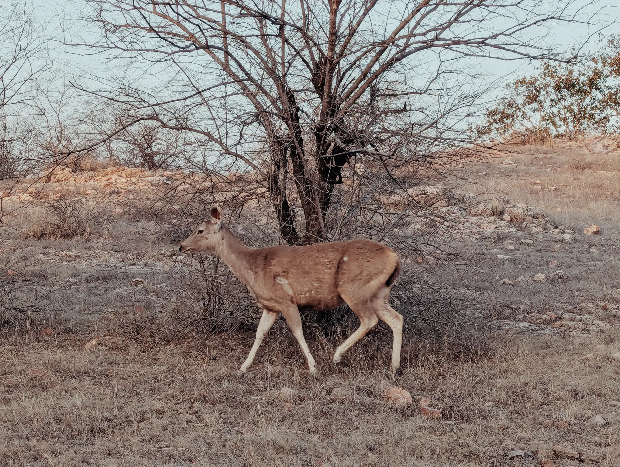chital_ranthambore_half