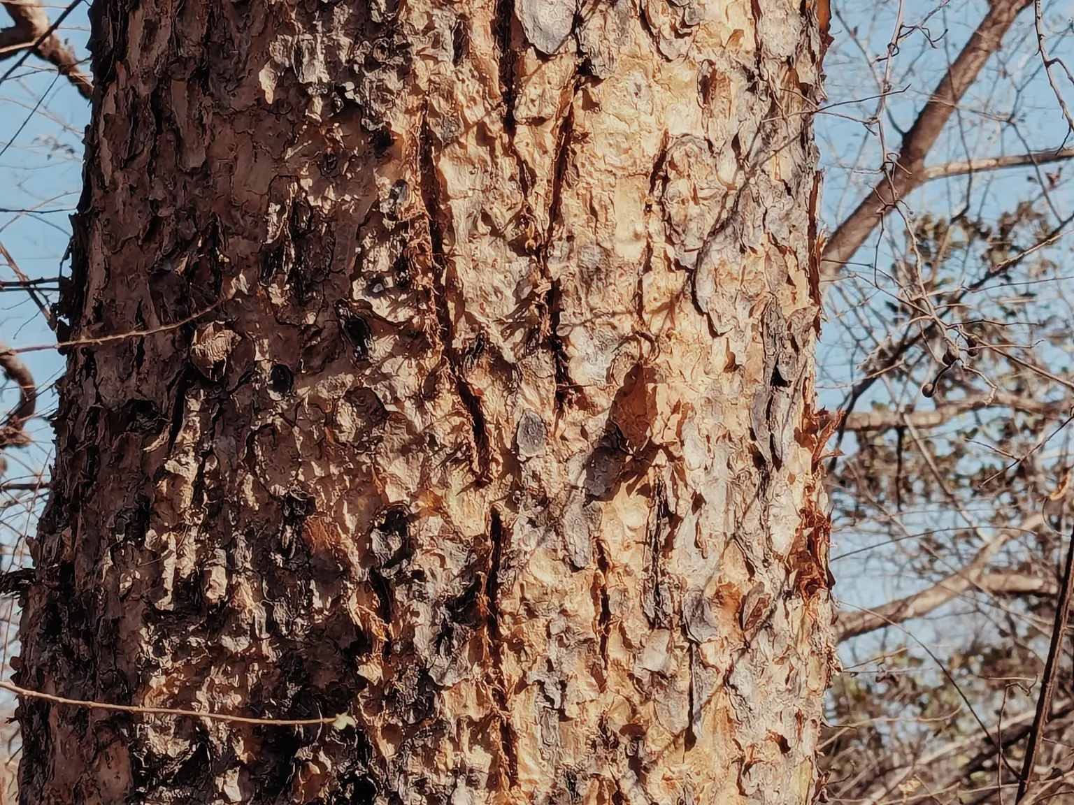 griffes_tigre_ranthambore_half