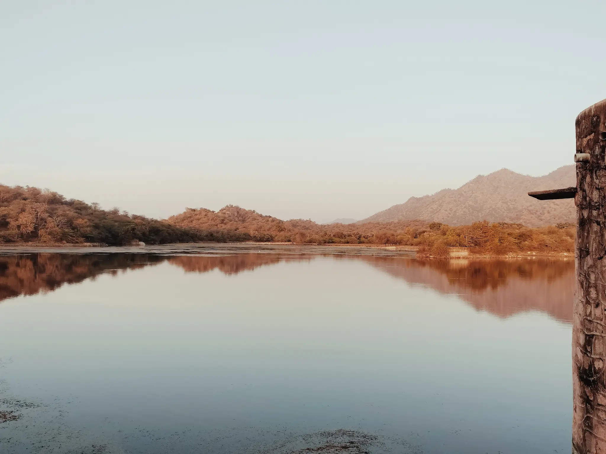 lac_crocodile_ranakpur_half