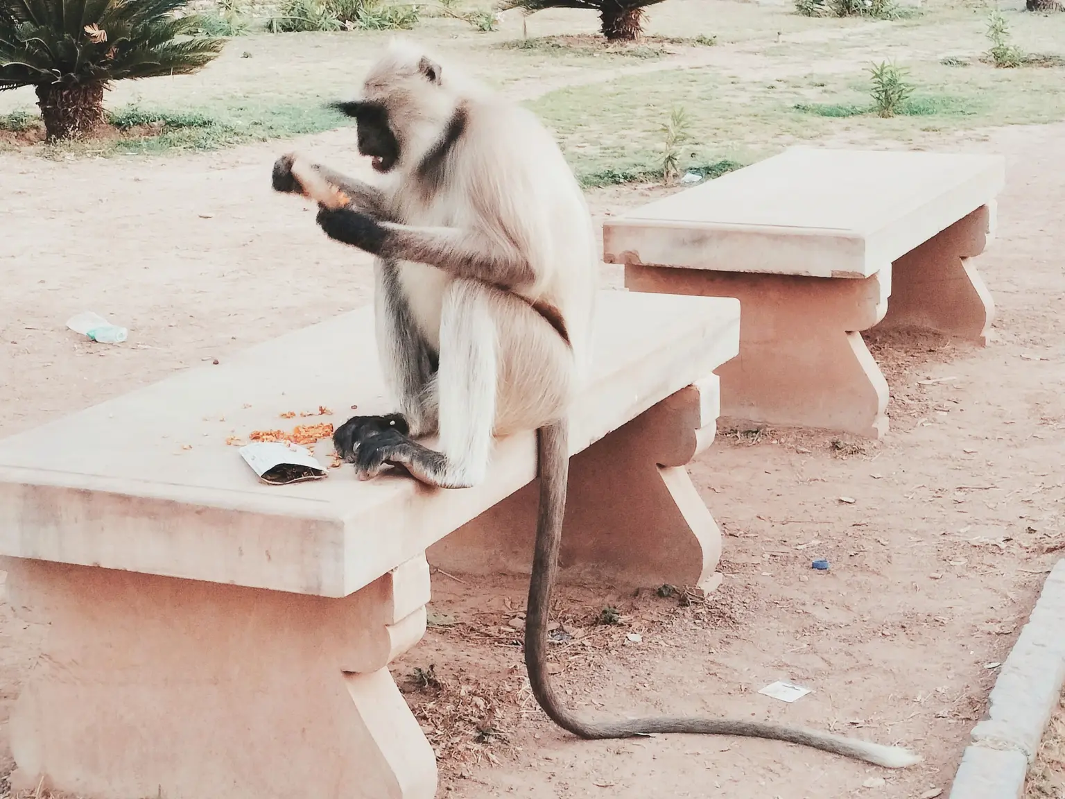 monkey_lunch_chittorgarh_half