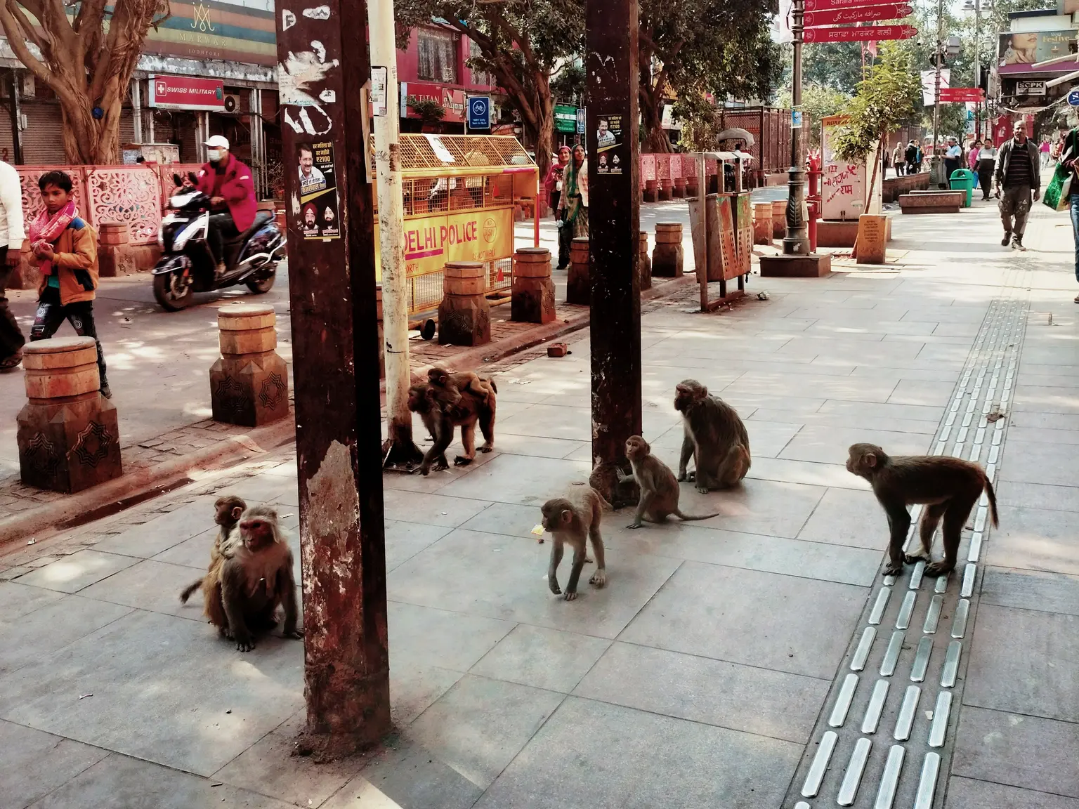 monkeys_dehli_half