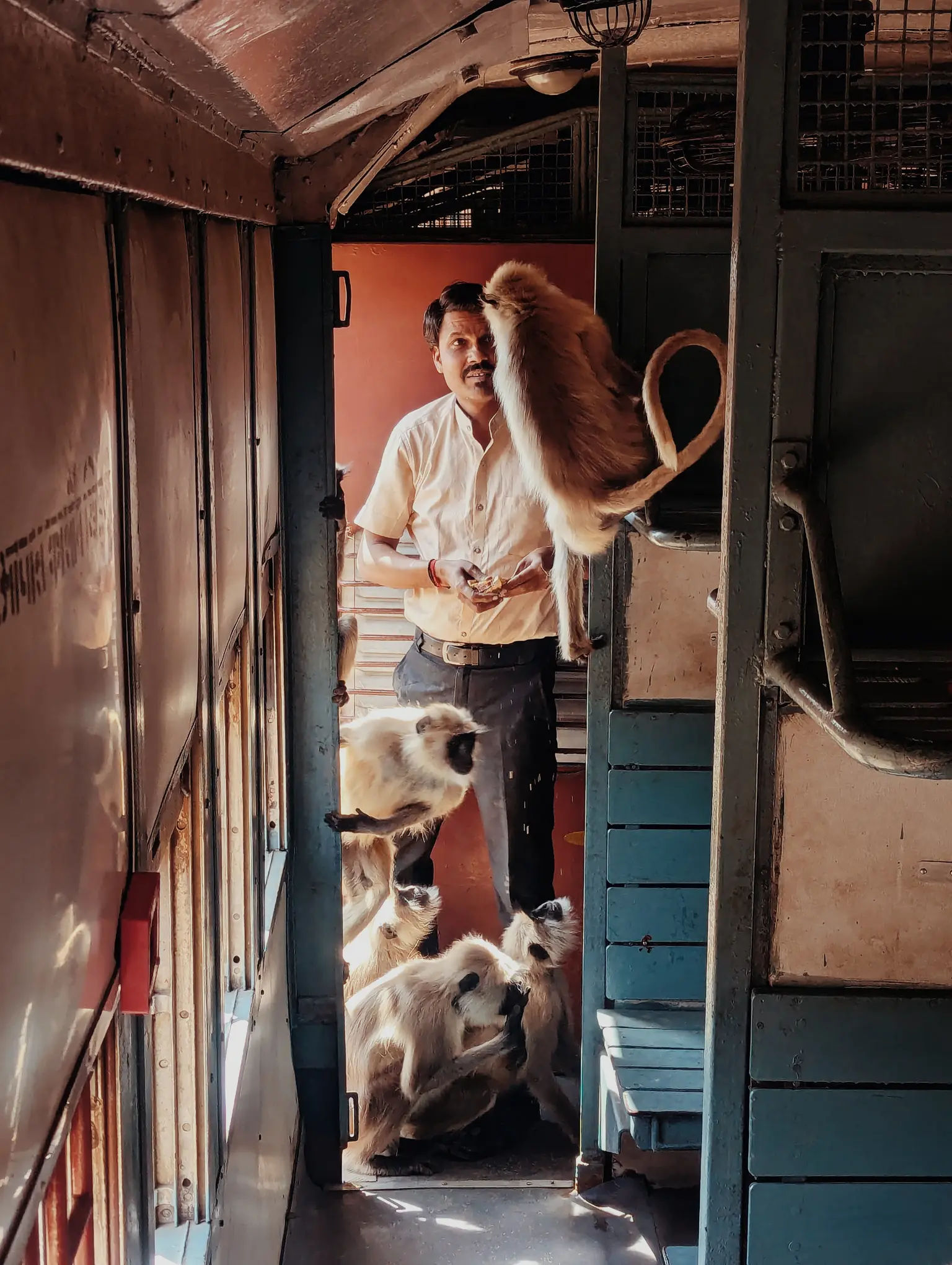 monkeys_train_aravalli_half