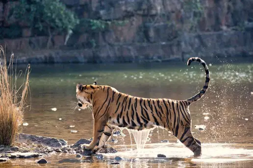 tigre_bain_ranthambore_parc_half