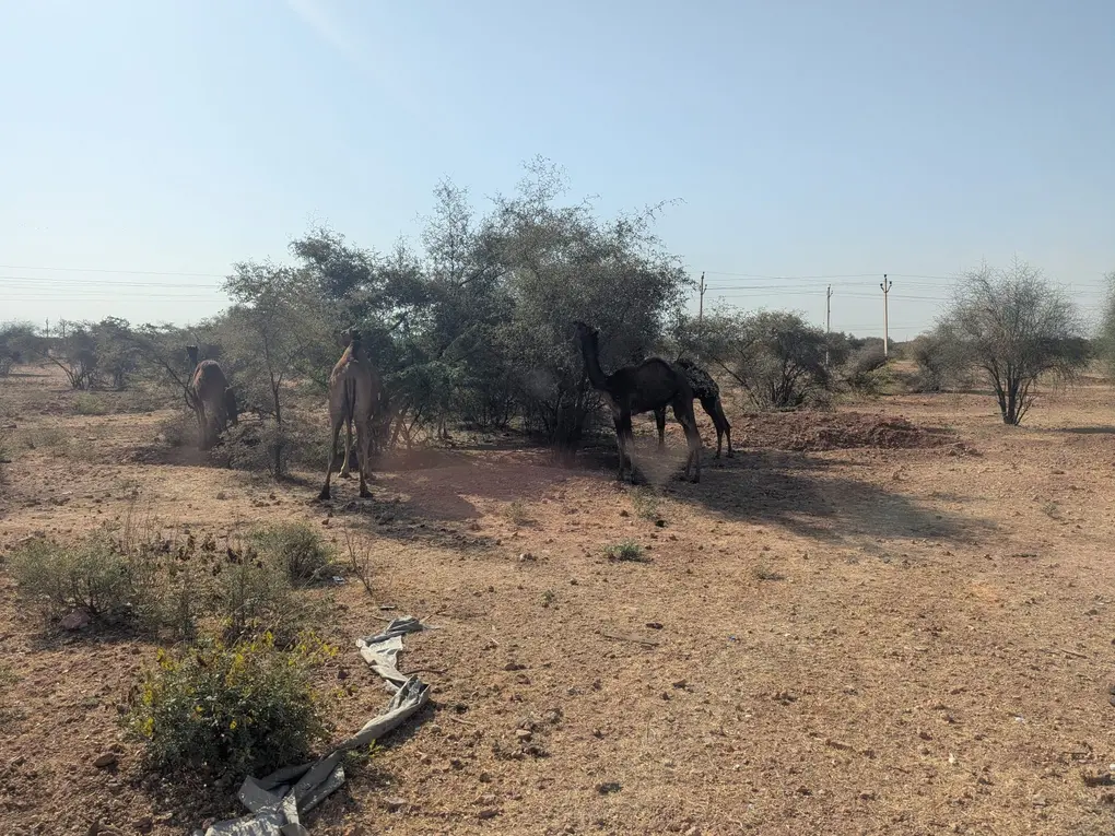 wild_camel_road_bikaner_jaipur_half