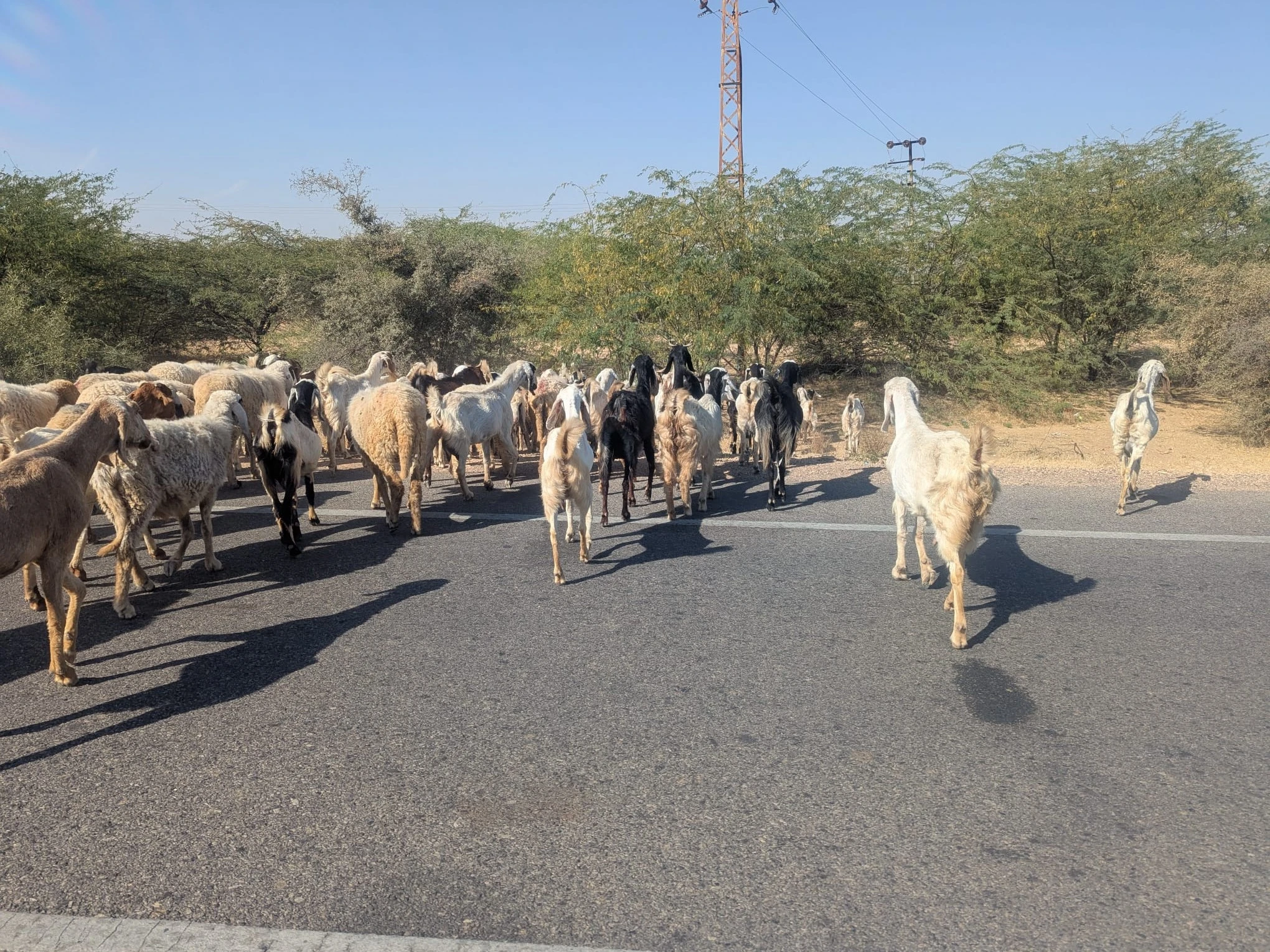 Chèvres sur la route de Jaipur à Bikaner