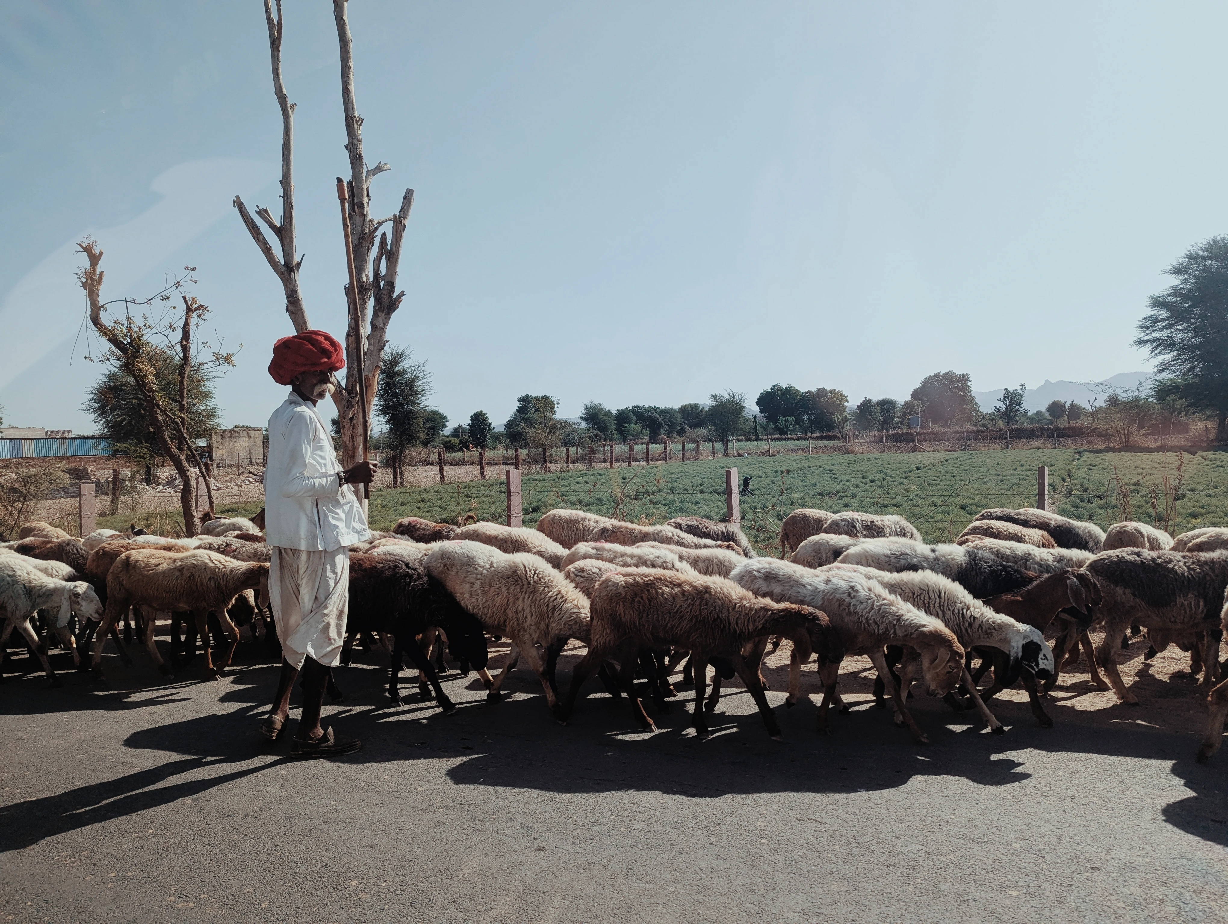 Rabari Berger (Godwar Rajasthan)