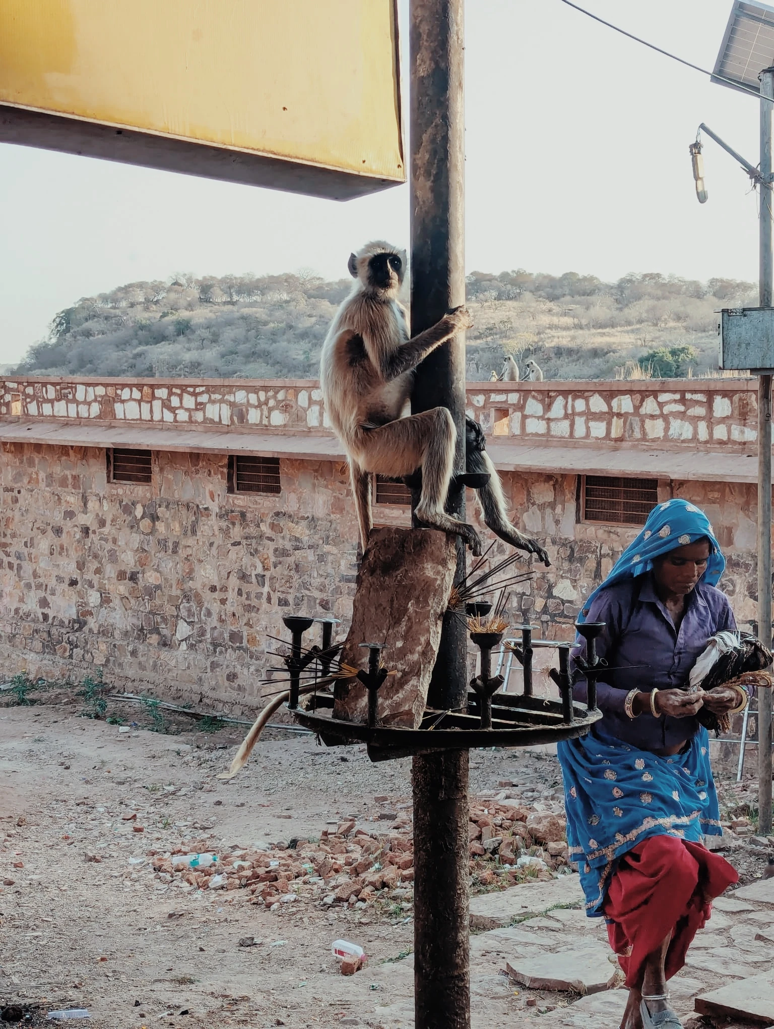 Singe accroché à un poteau dans le fort de Ranthambore