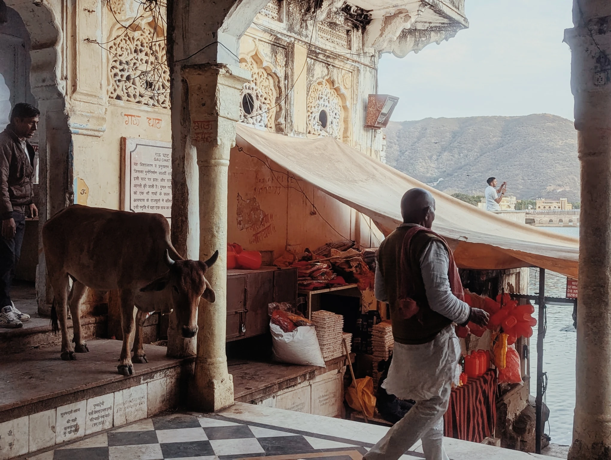 Vache devant le lac Pushkar